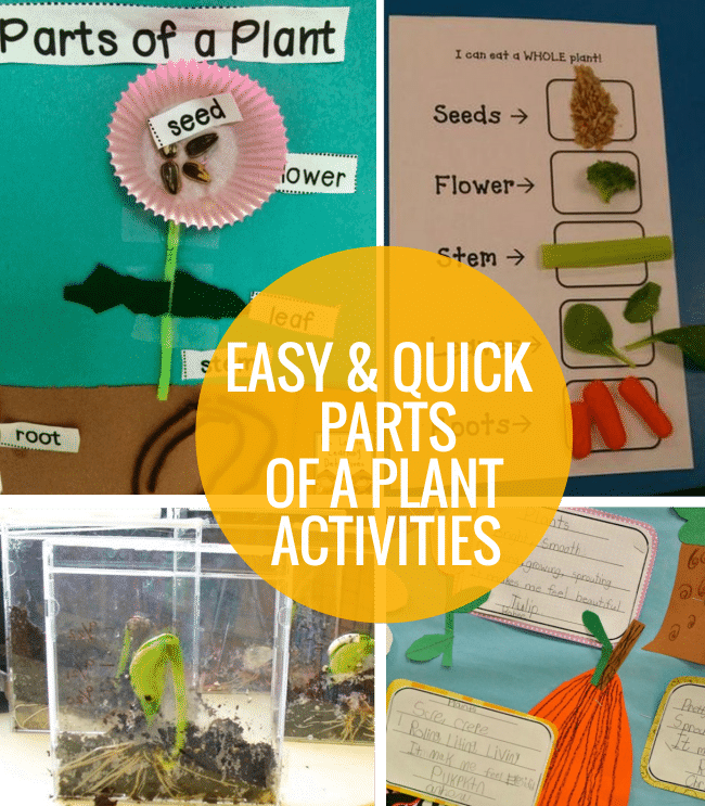 4 Easy and Quick Elements of a Plant Actions