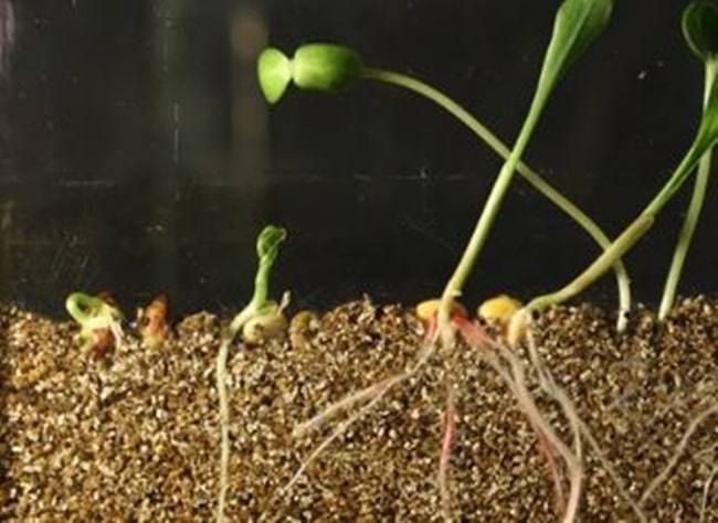 Seed Germination: Observe and Analyze